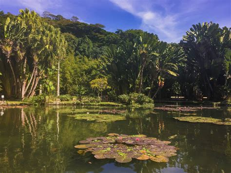 Jardim Botânico do Rio de Janeiro: Wycieczką Po Zabytkowych Drzewach i Oazie Spokoju!